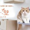 にゃんぺきを使う猫の様子と猫壁のロゴ