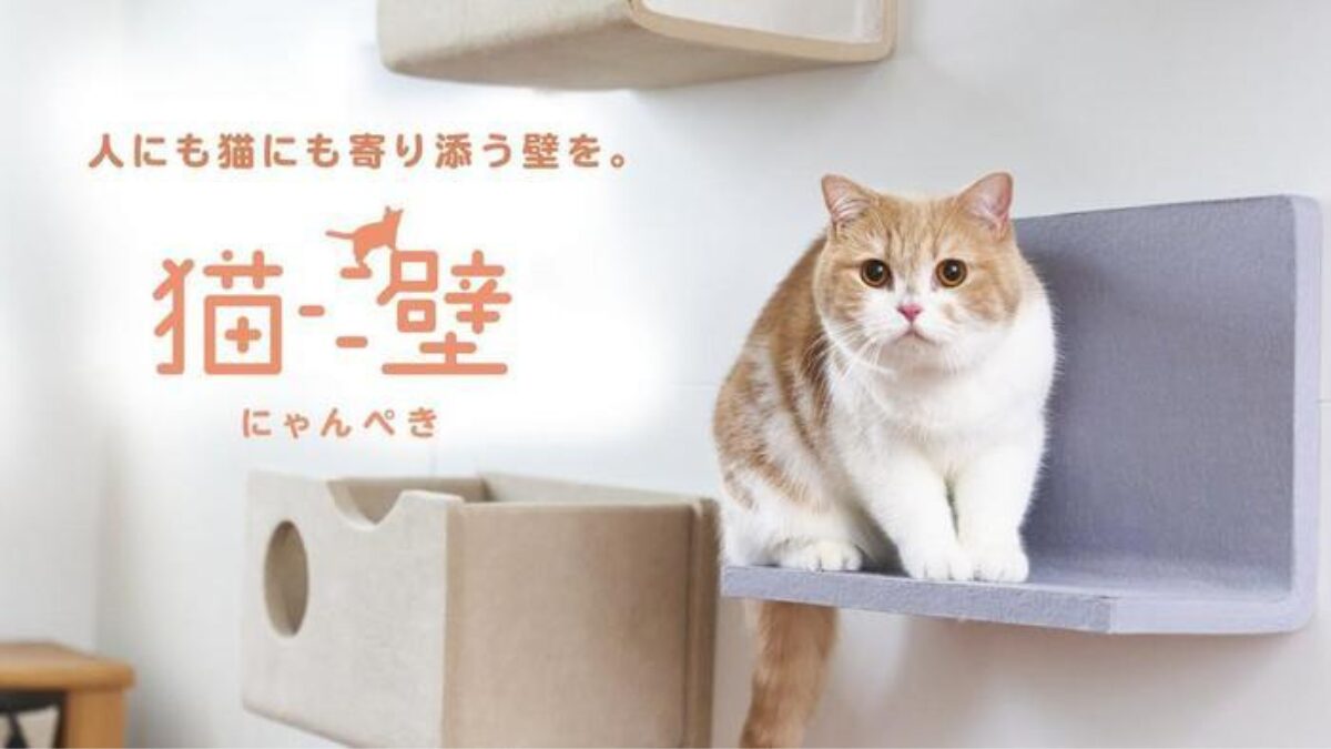 にゃんぺきを使う猫の様子と猫壁のロゴ