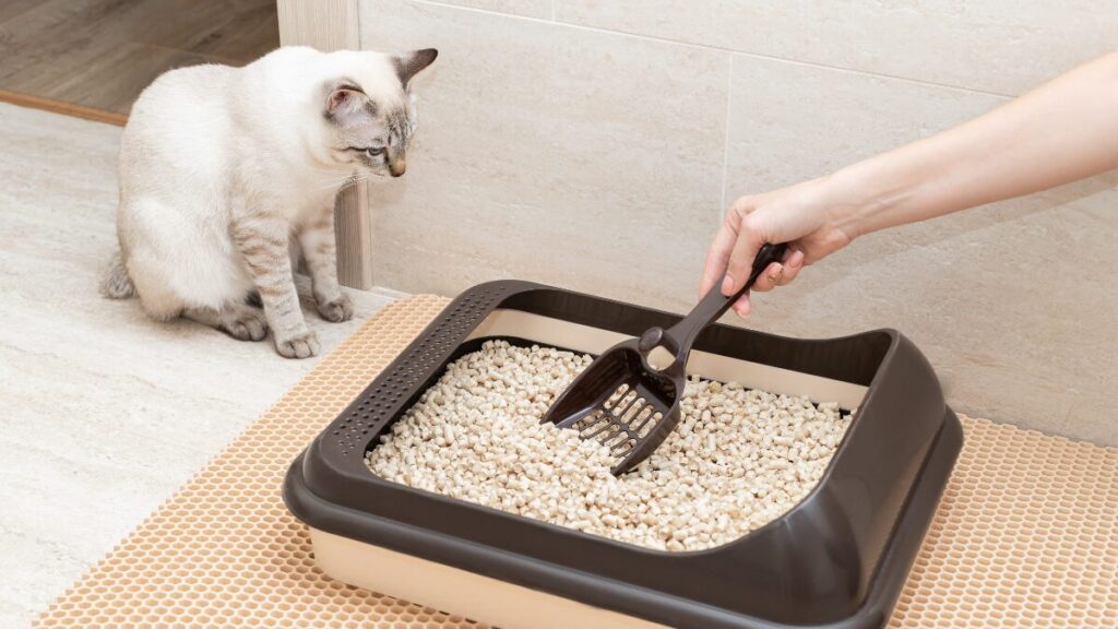 猫用トイレの掃除を見ている白い猫