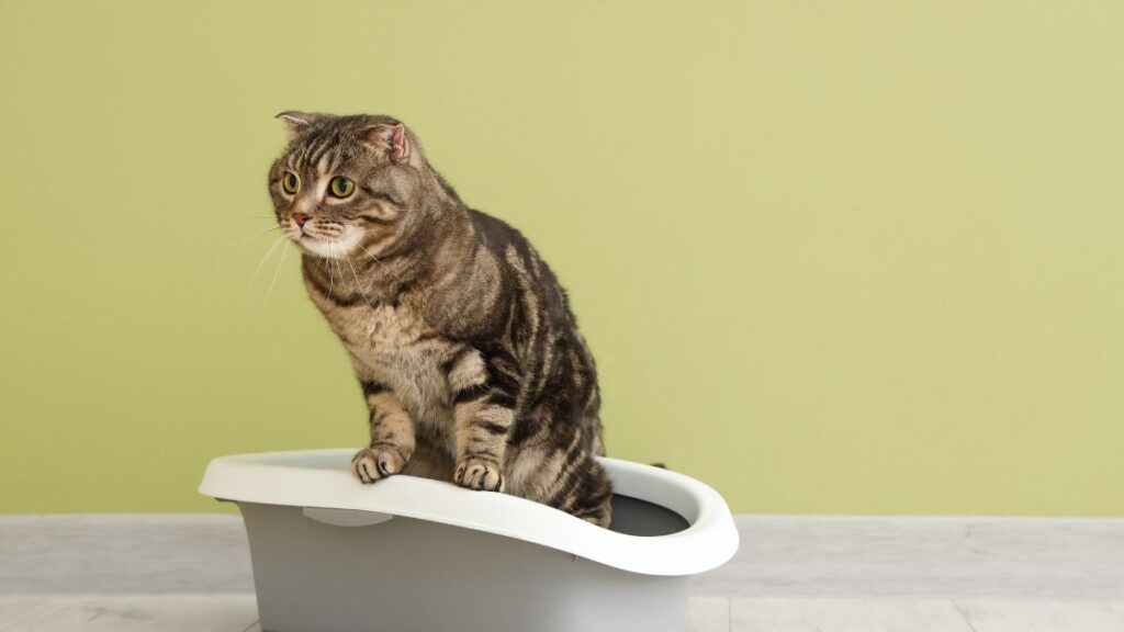 猫用トイレで用を足すトラ猫の様子